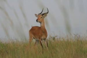 Game drive and Game Viewing in Uganda (5) 