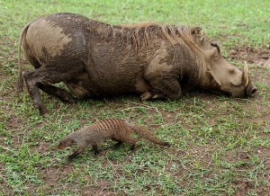 Game drive and Game Viewing in Uganda (6) 