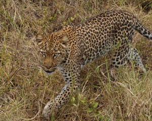 Game drive and Game Viewing in Uganda (8) 