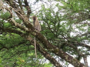 Game drive and Game Viewing in Uganda (9) 