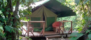 Kibale Forest Camp (1)  