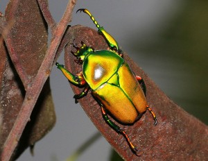 Kibale Forest National Park (1) 