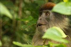 Kibale Forest National Park (2) 