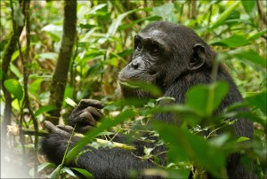 Kibale Forest National Park (3) 
