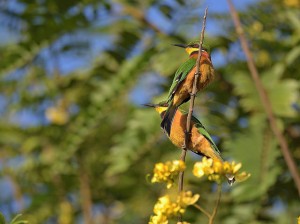 Kibale Forest National Park (5) 