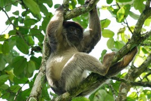 Kibale Forest National Park (7) 