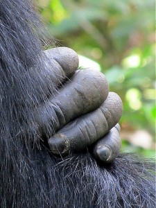 Kibale Forest National Park (9) 