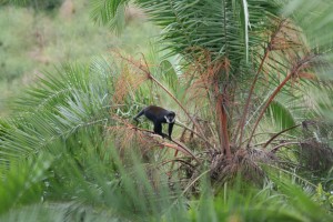 L’Hoest’s monkey (1) 