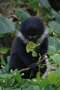 L’Hoest’s monkey (2) 