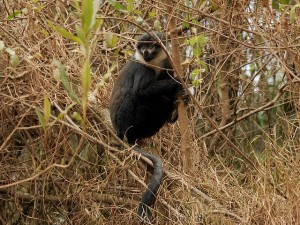 L’Hoest’s monkey (3) 