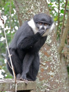 L’Hoest’s monkey (4) 