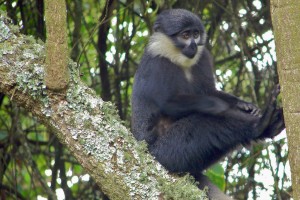 L’Hoest’s monkey (5) 