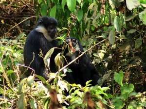 L’Hoest’s monkey (6) 