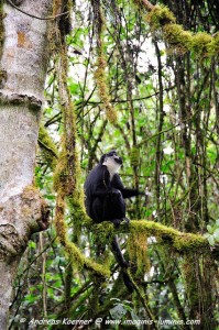L’Hoest’s monkey (7) 