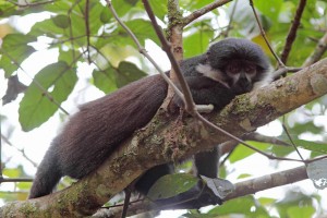 L’Hoest’s monkey (8) 
