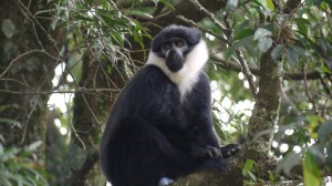 L’Hoest’s monkey (9) 