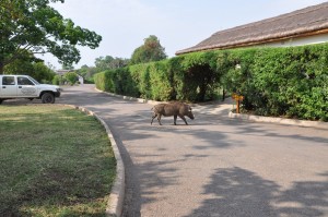 Mweya Safari Lodge (7) 