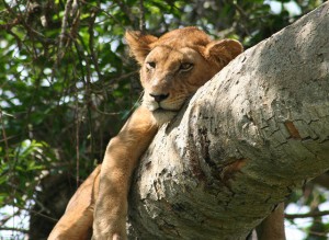 Queen Elizabeth National Park (1) 