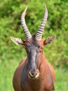 Queen Elizabeth National Park (10) 
