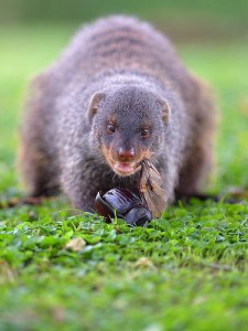 Queen Elizabeth National Park (11) 