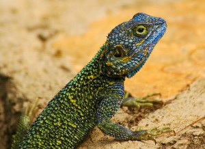 Queen Elizabeth National Park (2) 