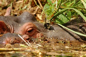 Queen Elizabeth National Park (4) 