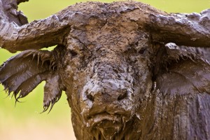 Queen Elizabeth National Park (5) 