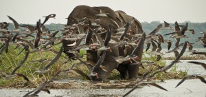 Queen Elizabeth National Park (7) 