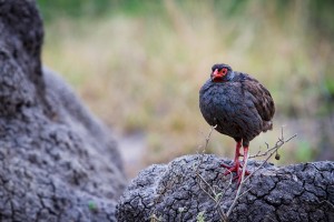 Queen Elizabeth National Park (8) 