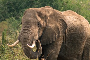 Uganda Safaris (11) 