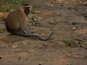 Uganda Safaris (3) 