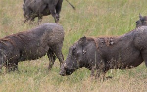 Uganda Safaris (4) 