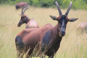 Uganda Safaris (9) 
