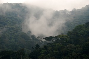 Volcanoes Bwindi Lodge (9) 