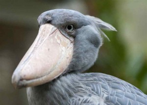 bird watching in Uganda (1) 