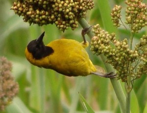 bird watching in Uganda (2) 
