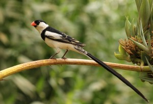 bird watching in Uganda (3) 