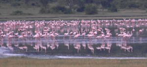 bird watching in Uganda (4) 