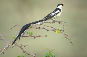 bird watching in Uganda (5) 