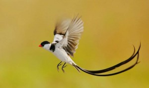 bird watching in Uganda (6) 