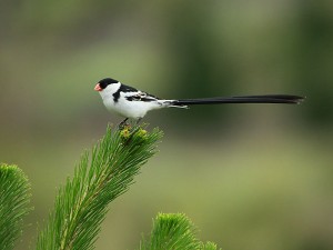 bird watching in Uganda (7) 