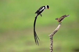 bird watching in Uganda (8) 